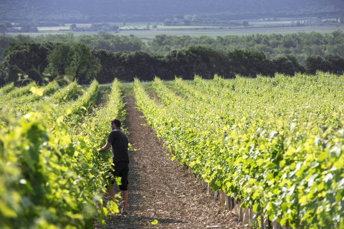 Domaine Lou Roucas
